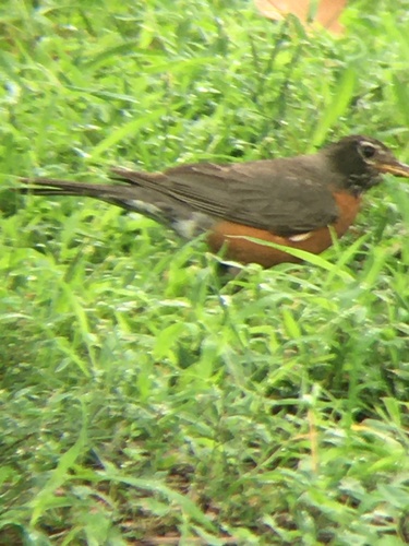 American Robin photographed in Pennsylvania