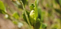 Baccharis dracunculifolia