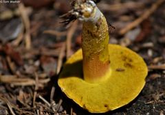 Hemileccinum rubropunctum