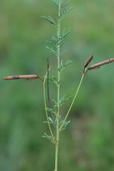 Indigofera frondosa