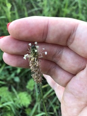 Plantago lanceolata