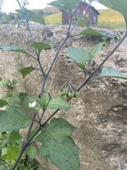 Solanum nigrum