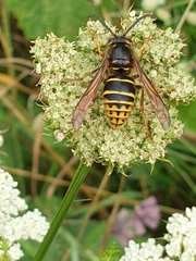 Dolichovespula media