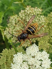Dolichovespula media
