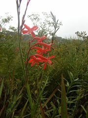 Watsonia angusta