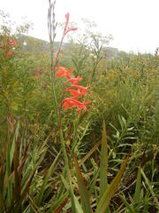 Watsonia angusta