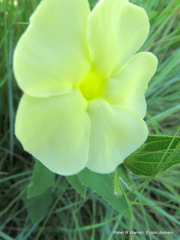 Thunbergia dregeana