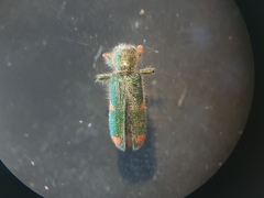 Trichodes quadriguttatus