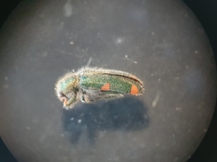 Trichodes quadriguttatus