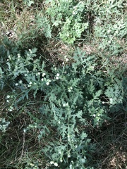 Parthenium hysterophorus