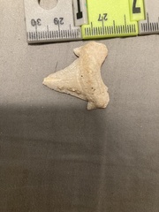 Lamniformes