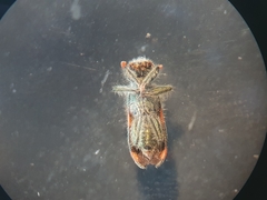 Trichodes quadriguttatus