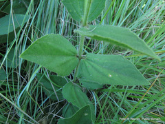 Thunbergia dregeana