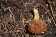 Hemileccinum rubropunctum