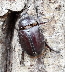 Strategus aenobarbus