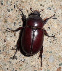 Strategus aenobarbus