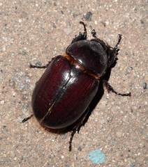 Strategus aenobarbus