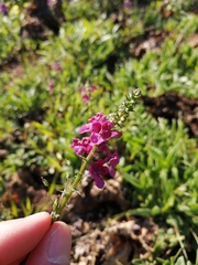 Diascia parviflora