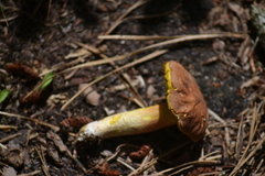 Hemileccinum rubropunctum