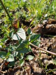 Diascia parviflora