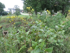Silphium perfoliatum