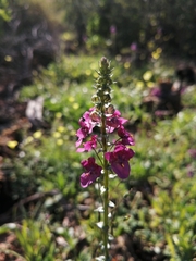 Diascia parviflora