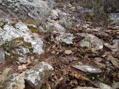 Pelargonium articulatum