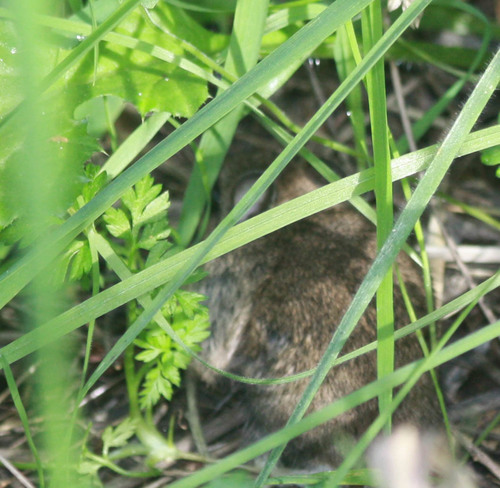 Rodentia