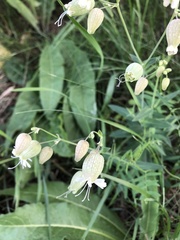 Silene vulgaris