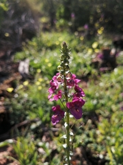 Diascia parviflora