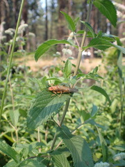 Hesperoperla pacifica