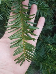 Taxus