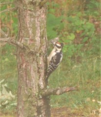 Dryobates villosus