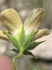 Image of Pavonia procumbens