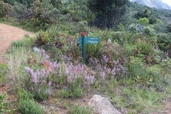 Erica mauritanica