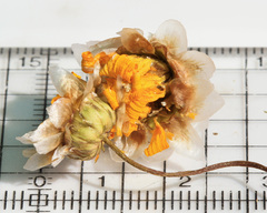 Eublemma bipartita
