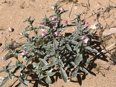Penstemon albomarginatus