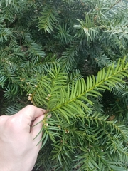 Taxus