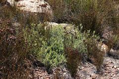 Leucadendron nitidum
