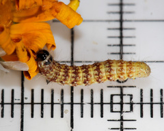 Eublemma bipartita
