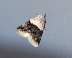 Eublemma bipartita
