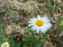 Erigeron dryophyllus