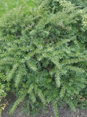 Taxus