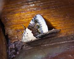 Eublemma bipartita