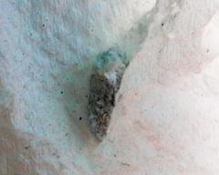 Eublemma bipartita