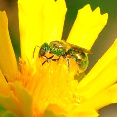 Augochlorella aurata