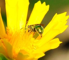 Augochlorella aurata