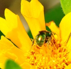Augochlorella aurata