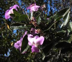 Podalyria calyptrata