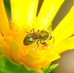 Augochlorella aurata